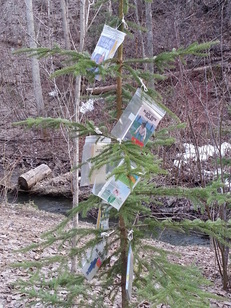 The Book Crossing Tree